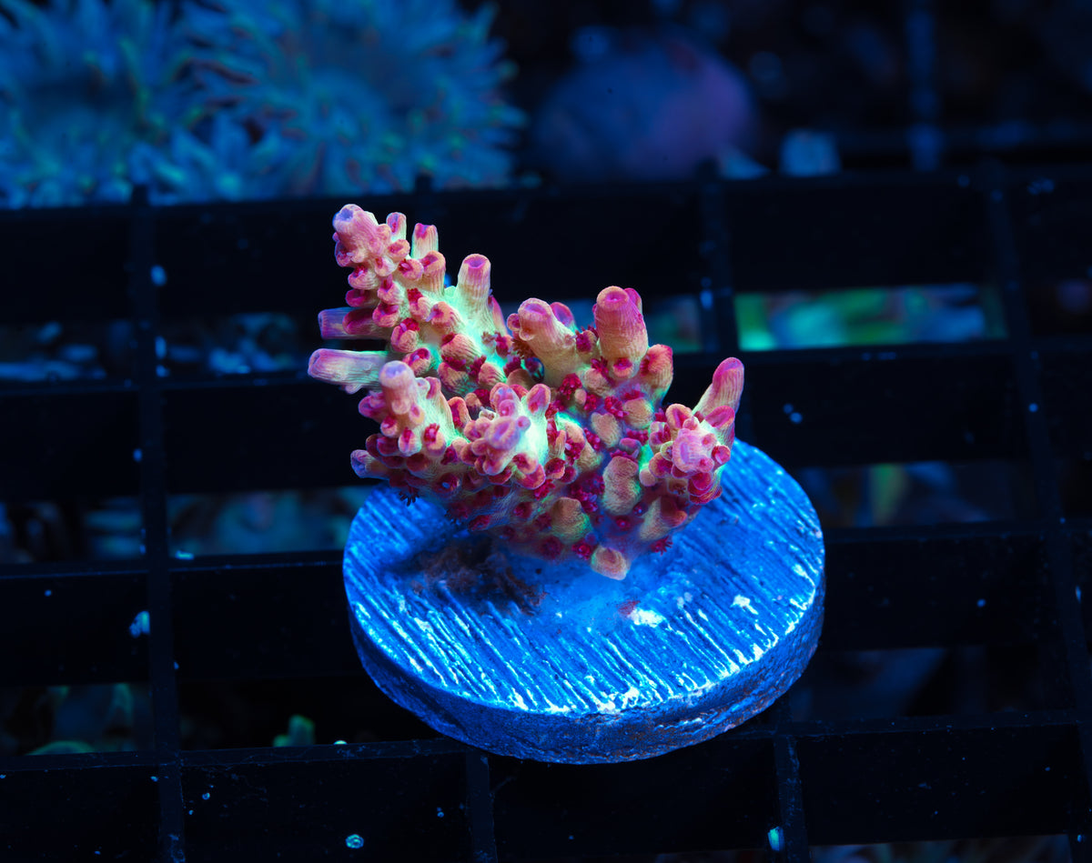 POTO Ultimate Shortcake Acropora - WYSIWYG Aquacultured