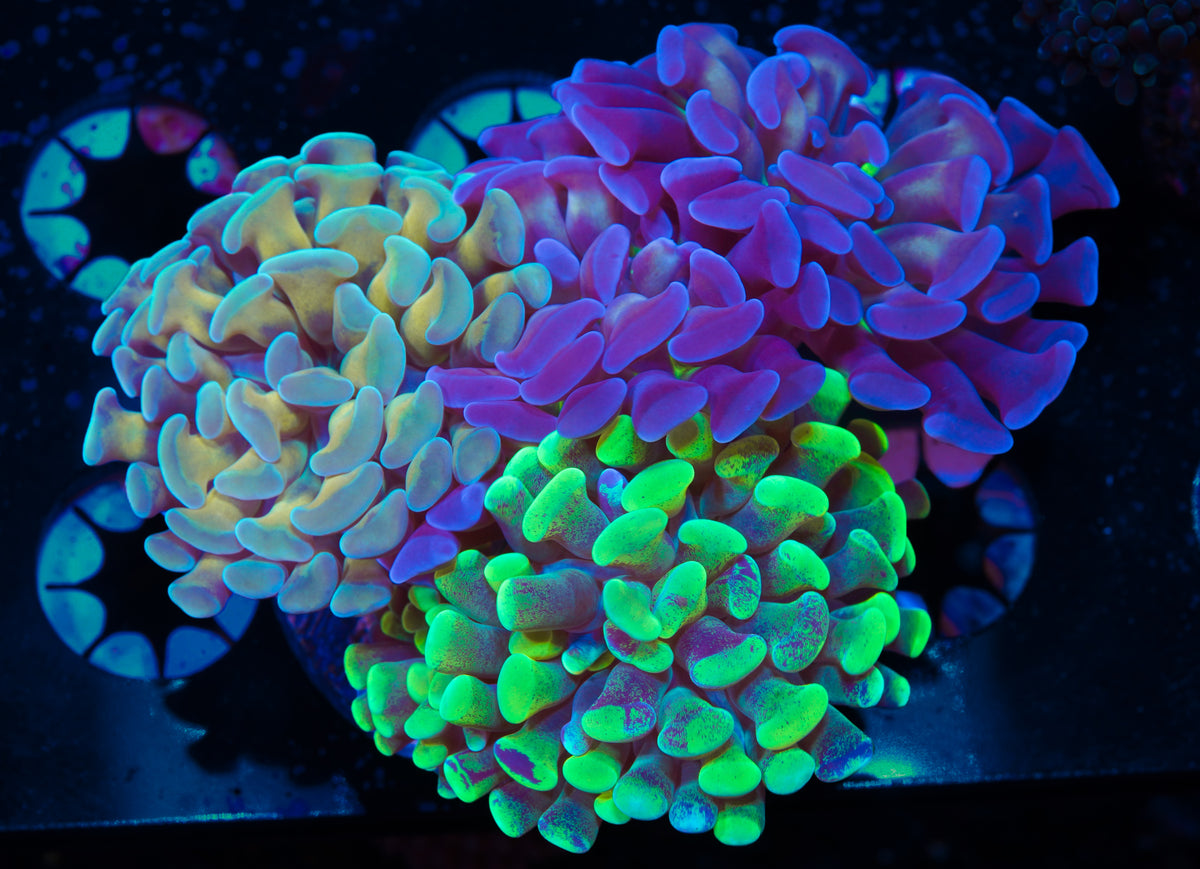 Indo Tri-Color Hammer Colony - WYSIWYG