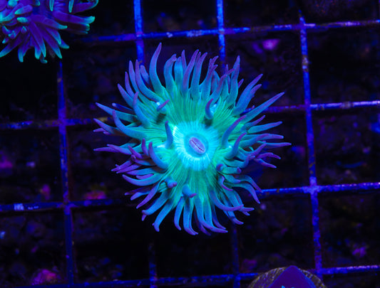 Aussie Green Duncan - Aquacultured WYSIWYG