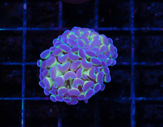 True Hologram Hammer - WYSIWYG Aquacultured