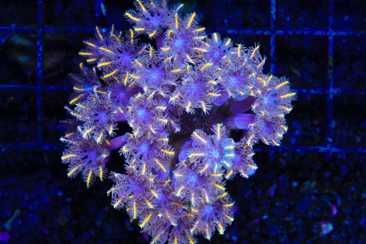 TSA Candy Corn Clove Polyps Mini Colony - Aquacultured WYSIWYG