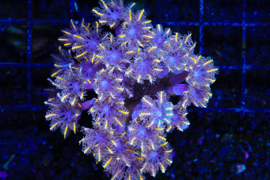 TSA Candy Corn Clove Polyps Mini Colony - Aquacultured WYSIWYG