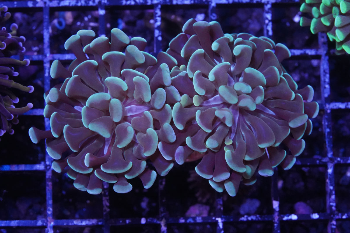 Indo Ultra Green Branching Hammer - WYSIWYG