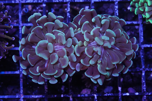 Indo Ultra Green Branching Hammer - WYSIWYG