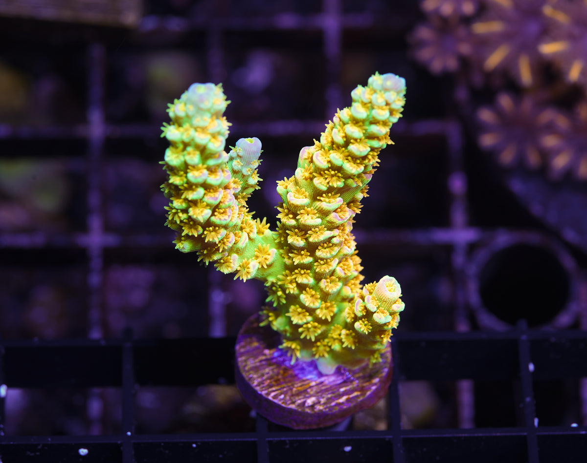 Walt Disney Tenuis Acropora - WYSIWYG Aquacultured