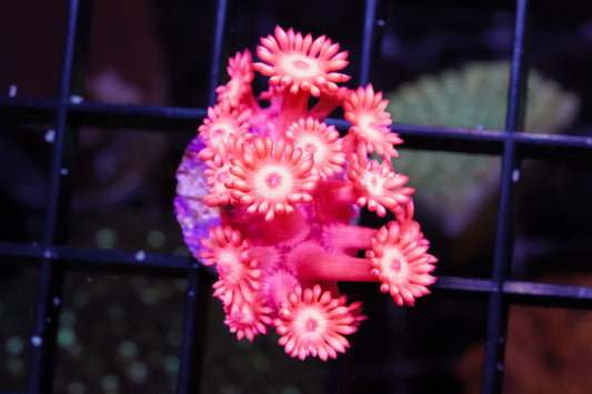 ACI Hot Pink Goniopora - WYSIWYG Aquacultured