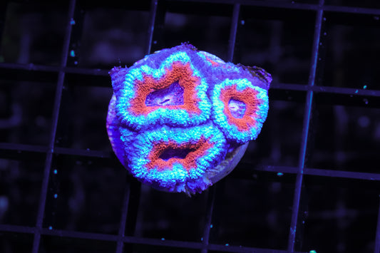 Aussie Ultra Acan - WYSIWYG
