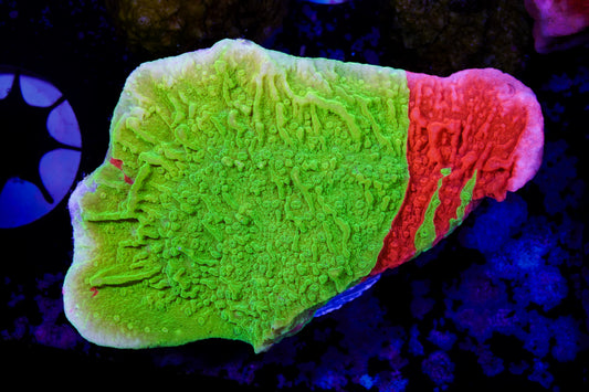 TSA Nuclear Fusion Montipora - WYSIWYG Aquacultured