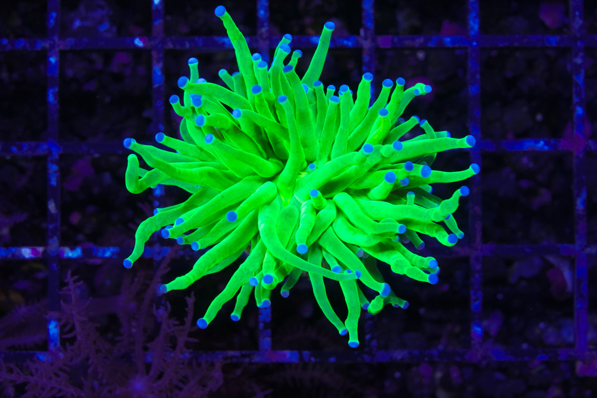 TSA Holy Grail Torch - WYSIWYG Aquacultured