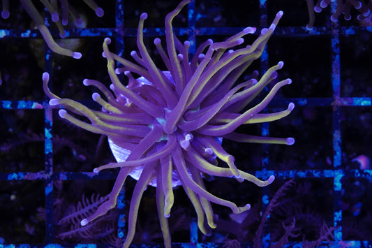 NY Knicks Torch - WYSIWYG Aquacultured