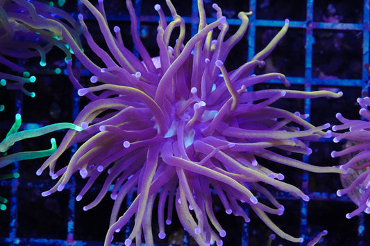 NY Knicks Torch - WYSIWYG Aquacultured