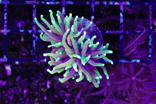 Dragon Soul Torch - WYSIWYG Aquacultured