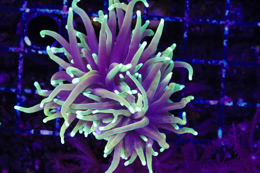 Dragon Soul Torch - WYSIWYG Aquacultured