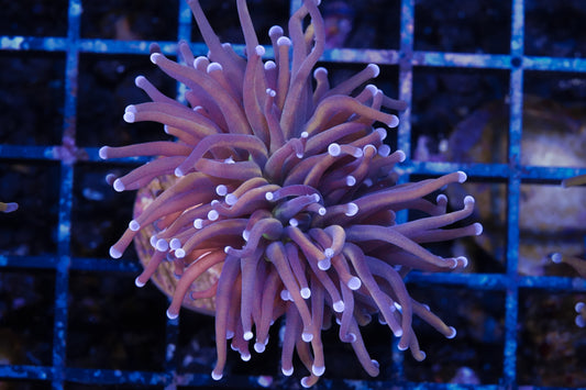 Indo Ultra Gold Torch - WYSIWYG Aquacultured