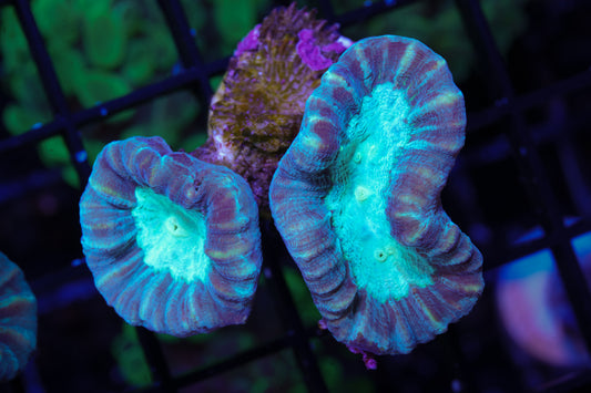 Pinwheel Candy Canes - WYSIWYG Aquacultured