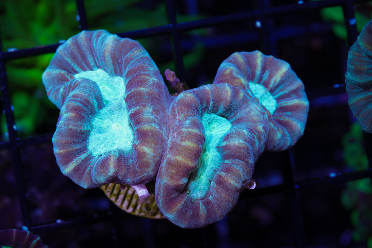 Pinwheel Candy Canes - WYSIWYG Aquacultured