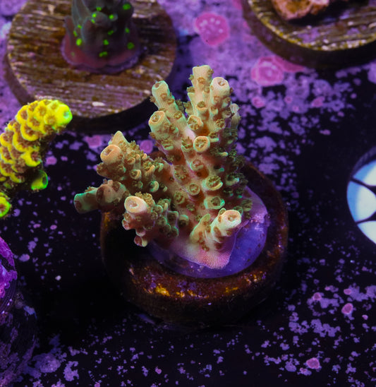 TSA Bill Murray Acropora - WYSIWYG Aquacultured