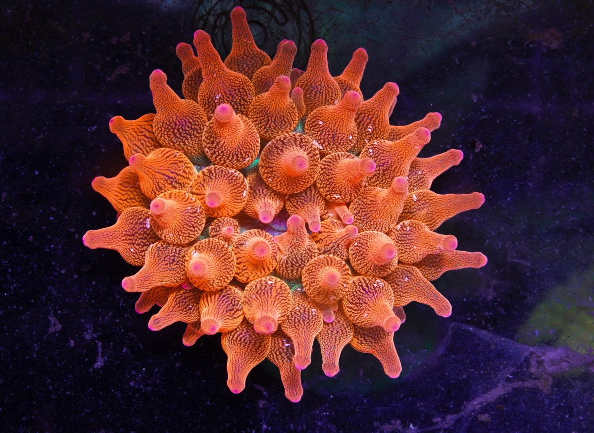 ECC Rainbow Bubble Tip Anenome - WYSIWYG Aquacultured