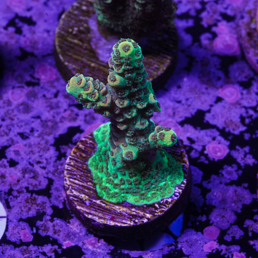 Indo Premium Tenuis Acropora - WYSIWYG