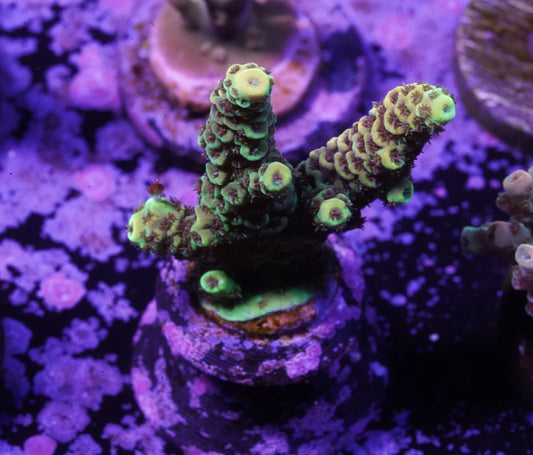 Indo Premium Tenuis Acropora - WYSIWYG
