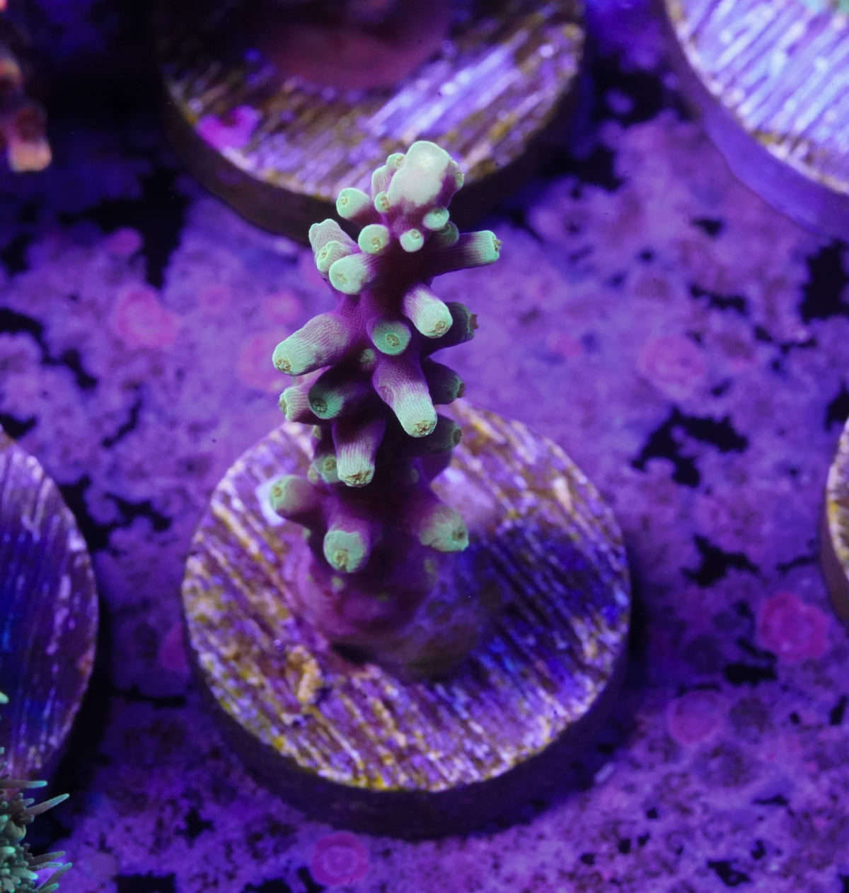 Hawkins Echinata Acropora - WYSIWYG Aquacultured