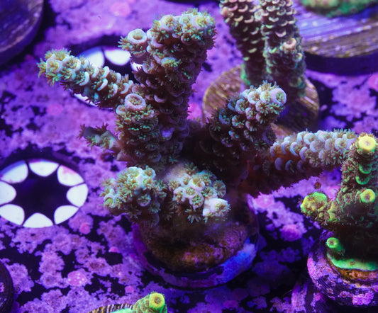Indo Premium Rainbow Tenuis Acropora Chunk - WYSIWYG