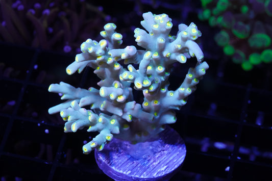 Malaysian Acropora Speciosa - WYSIWYG