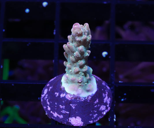 TSA Grape Ape Acropora - WYSIWYG Aquacultured