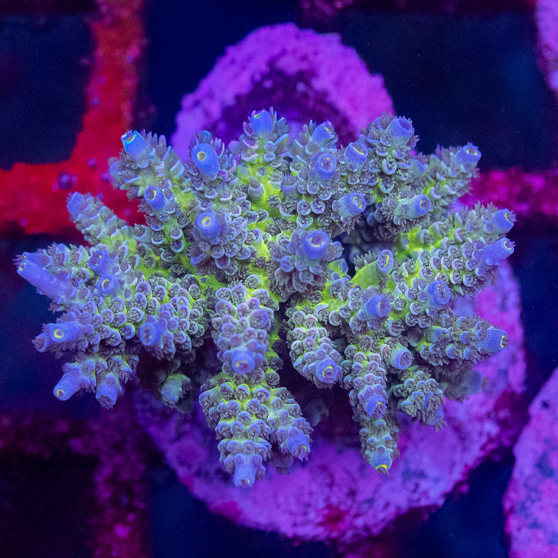Bali Tenuis Acropora - WYSIWYG Maricultured