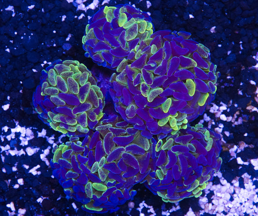 Aussie Yellow Splatter Branching Hammer Colony - WYSIWYG