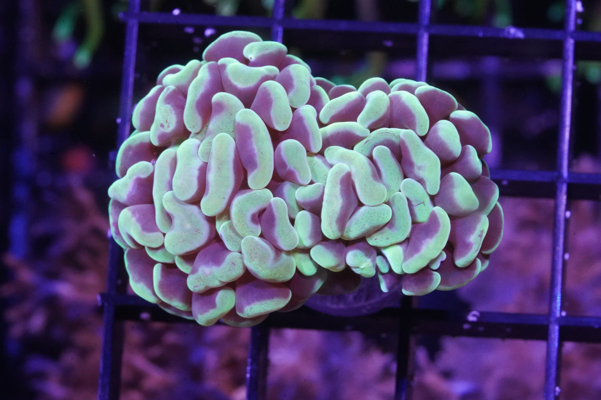 Aussie Mint Green Branching Hammer - WYSIWYG