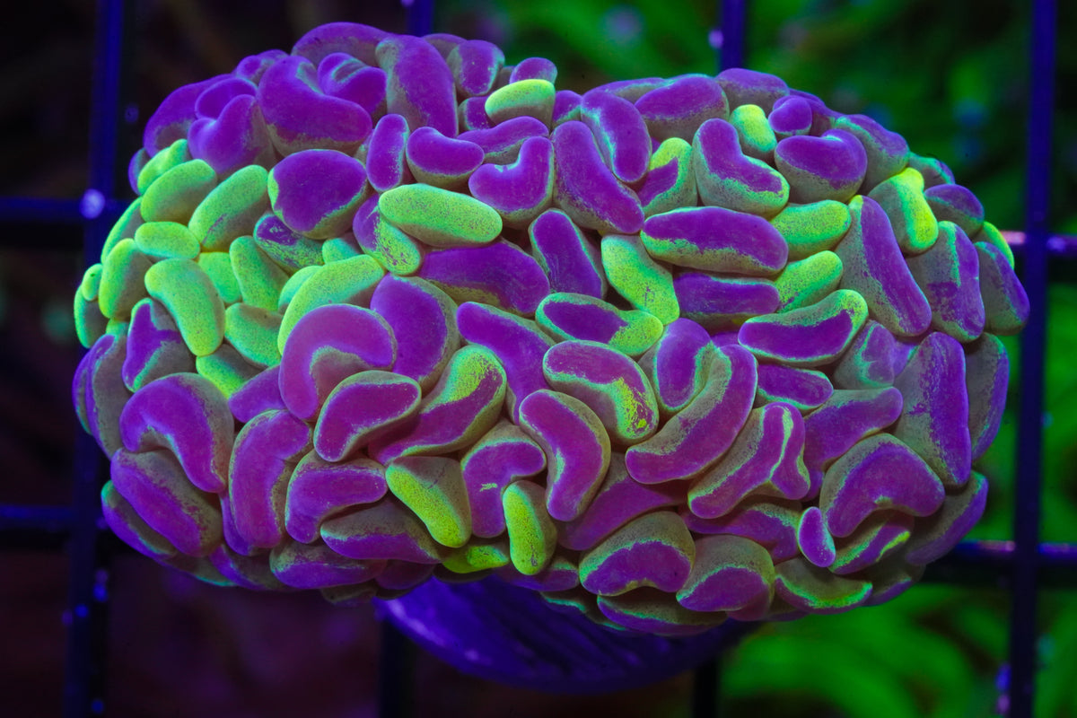 Aussie Yellow Splatter Thick Branching Hammer - WYSIWYG