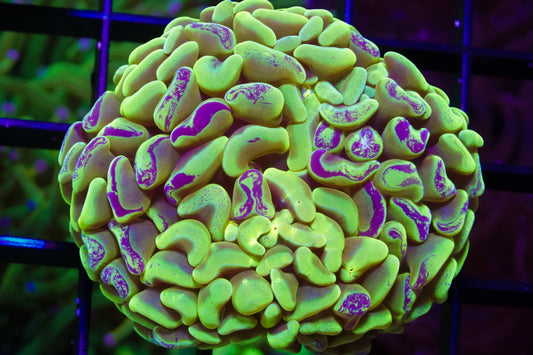 Aussie Yellow Splatter Thick Branching Hammer - WYSIWYG