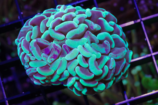 Aussie Mint Green Branching Hammer - WYSIWYG