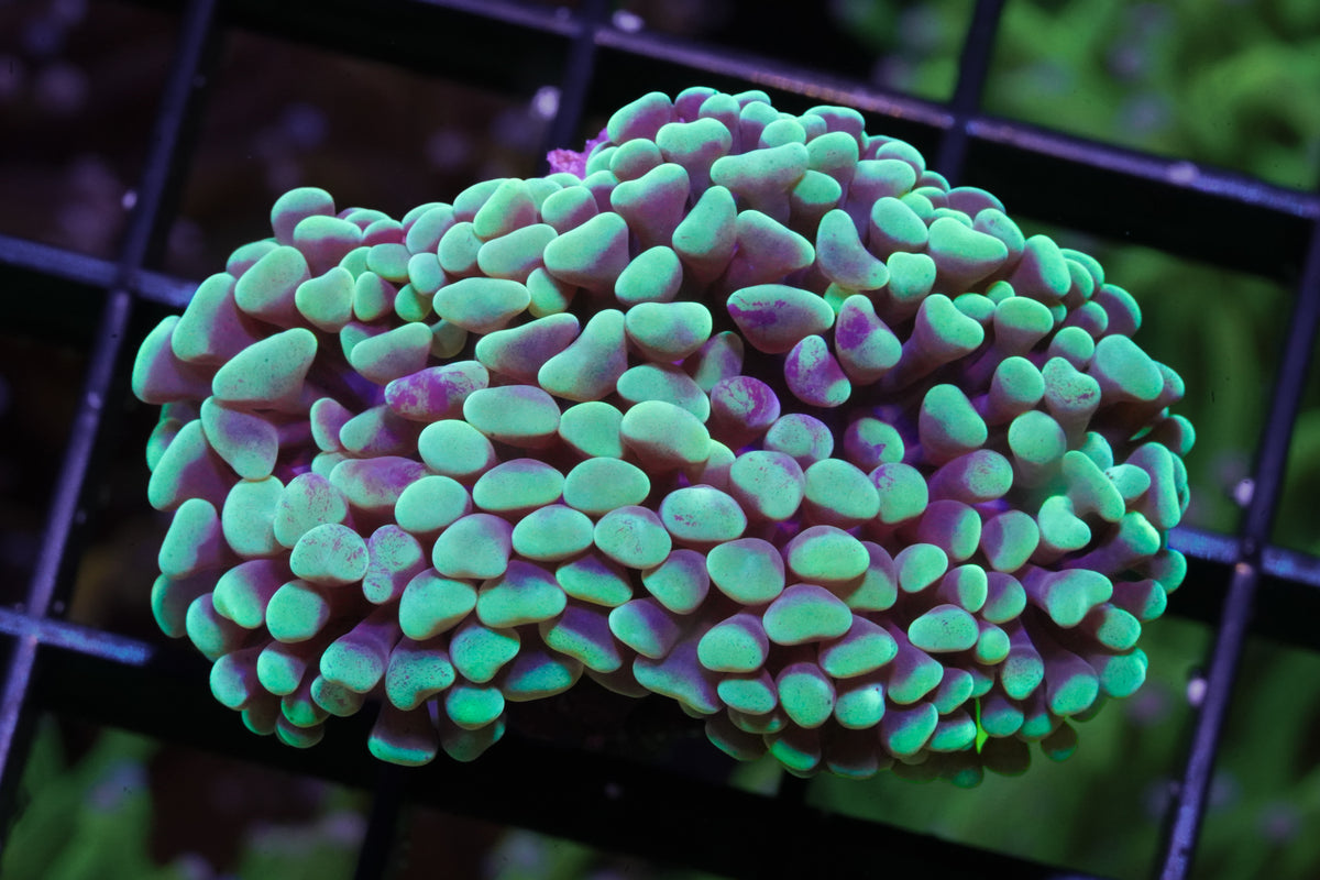 Aussie Mint Green Branching Hammer - WYSIWYG