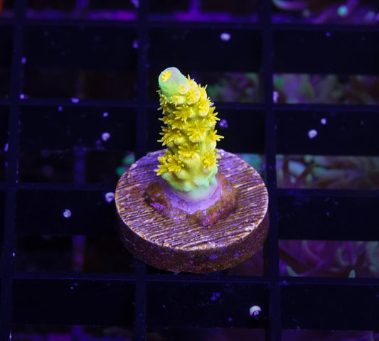 Walt Disney Tenuis Acropora ~0.75” - WYSIWYG Aquacultured