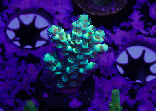 BK Chem Fruit Loops Acropora - WYSIWYG Aquacultured