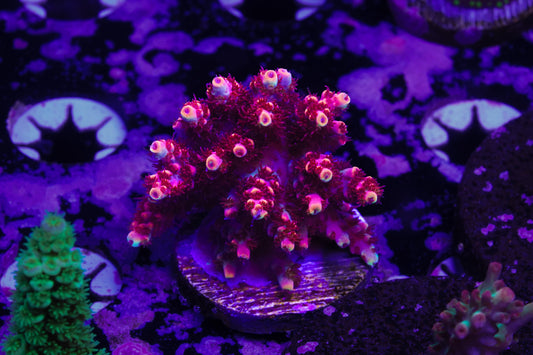 TSA Fruity Pebbles Acropora - WYSIWYG Aquacultured