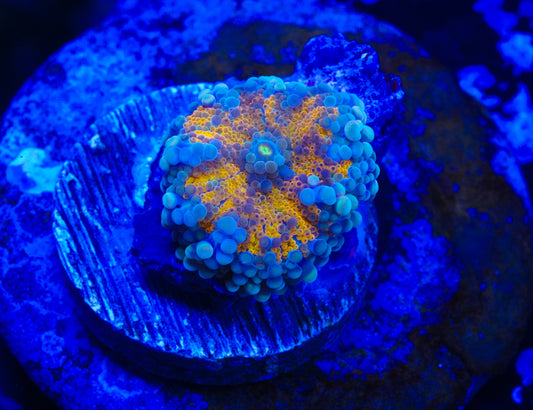 Sunrise Ricordea Mushroom - Aquacultured WYSIWYG