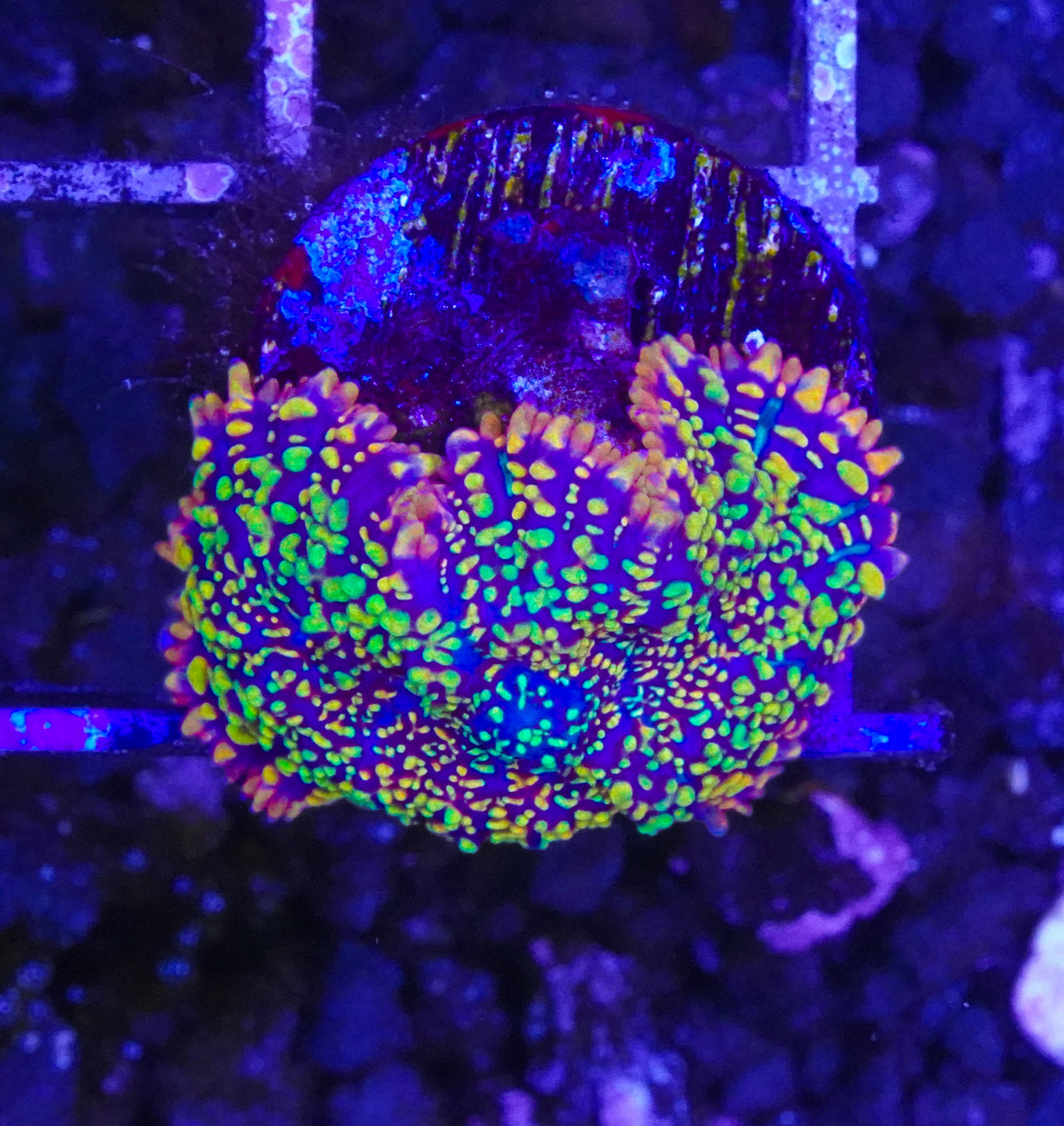 TSA Captain Jack Mushroom - Aquacultured WYSIWYG
