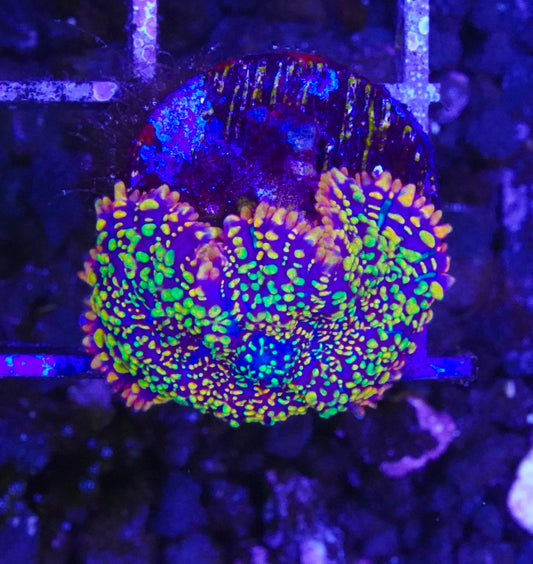 TSA Captain Jack Mushroom - Aquacultured WYSIWYG