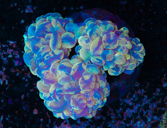 Splatter Bubble Colony - WYSIWYG