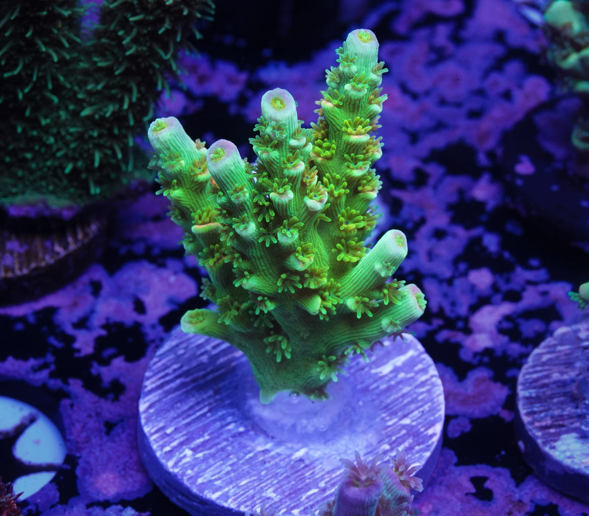 TSA Peter Pan Acropora - WYSIWYG Aquacultured