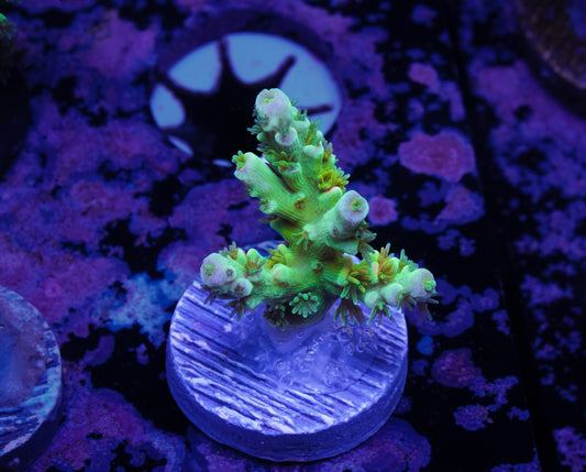 TSA Peter Pan Acropora - WYSIWYG Aquacultured