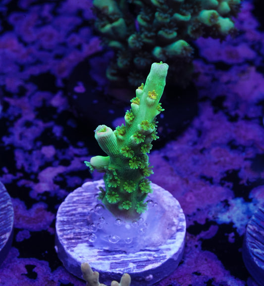 TSA Peter Pan Acropora - WYSIWYG Aquacultured