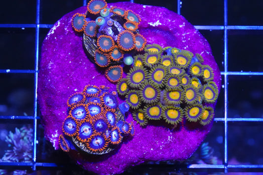 Zoanthid Combo Rock - Aquacultured WYSIWYG