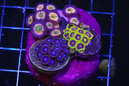 Zoanthid Combo Rock - Aquacultured WYSIWYG