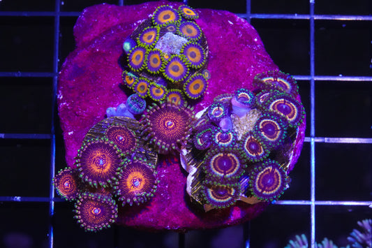 Zoanthid Combo Rock - Aquacultured WYSIWYG