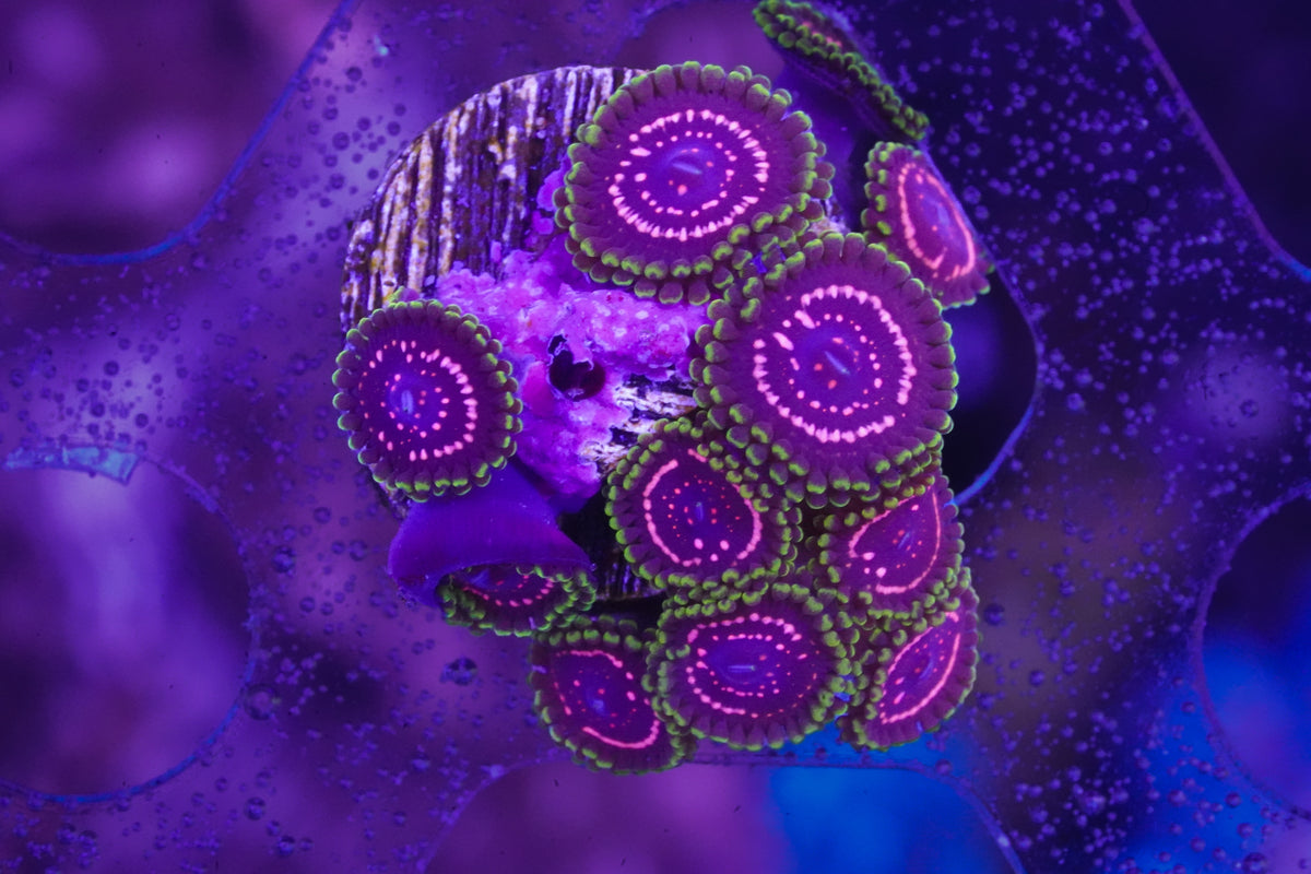WWC Tasers Zoanthid - Aquacultured WYSIWYG