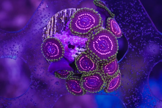 WWC Tasers Zoanthid - Aquacultured WYSIWYG